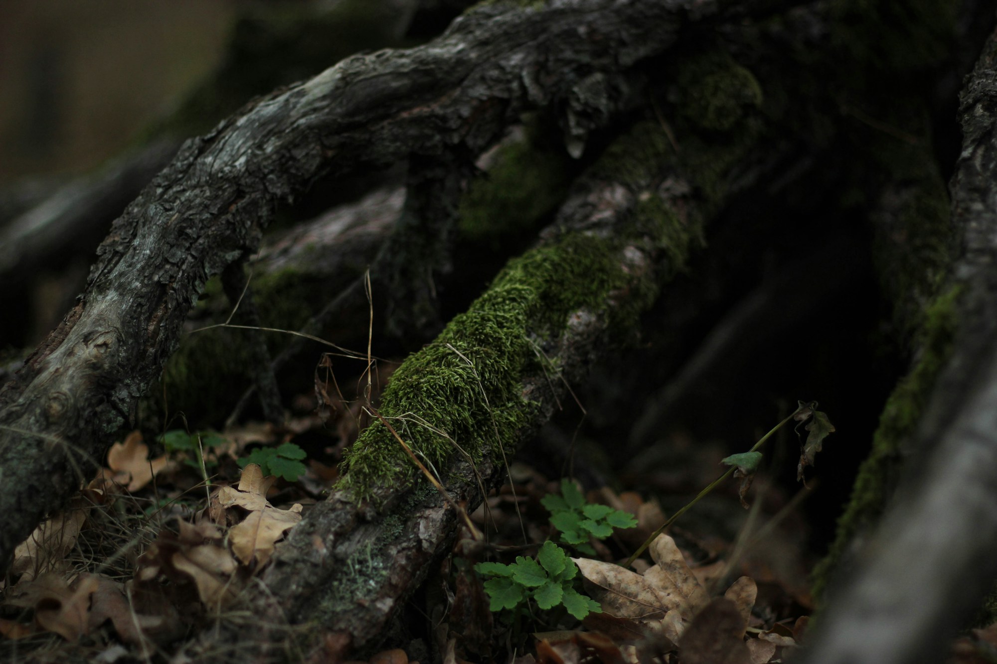 Moss-covered tree roots in a forest